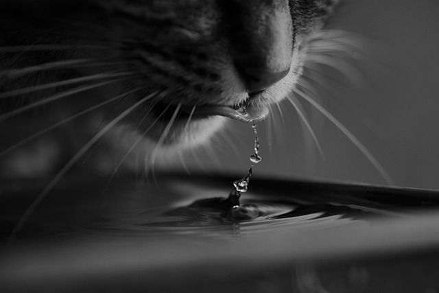 Cat drinking fresh water from a bowl