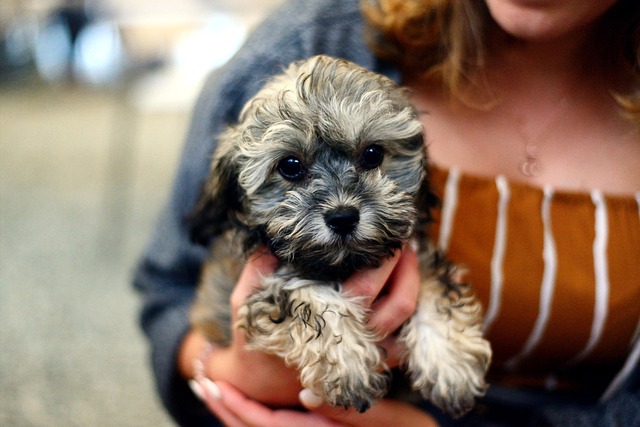 Smiling person holding a fluffy puppy in their arms