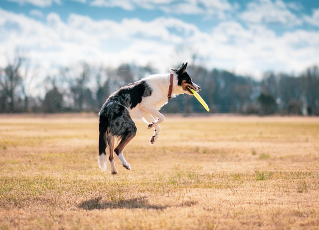 Two dogs playing fetch happily in a lush green park