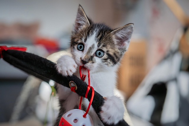 A fluffy cat batting playfully at a feather toy
