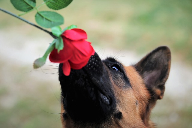 A puppy curiously sniffing a flower in a garden