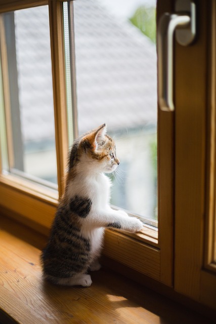 A cat observing birds from a window perch