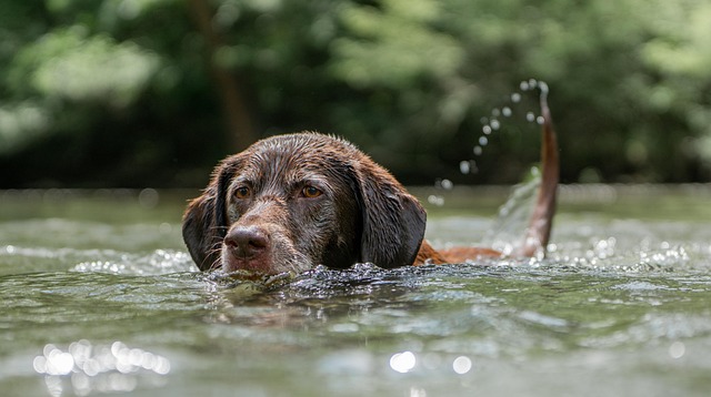 Dog swimming joyfully in a lake on a sunny day