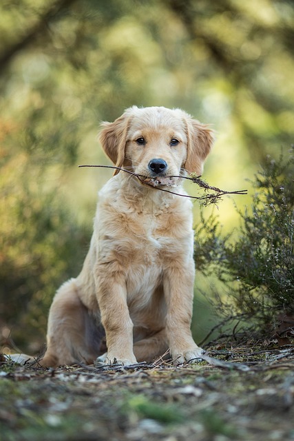 A golden retriever puppy sitting politely on command